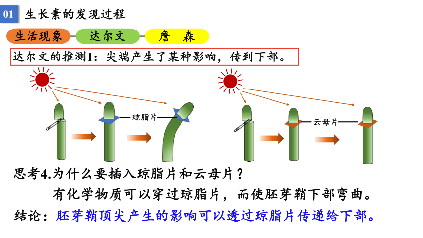 5.1 植物生长素课件2021-2022学年高二上学期生物人教版选择性必修1(33张PPT）