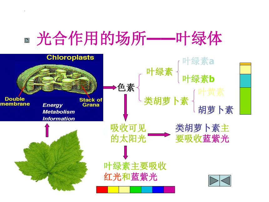 5.4光合作用与能量转化课件（48张ppt）-2022-2023学年高一上学期生物人教版（2019）必修1