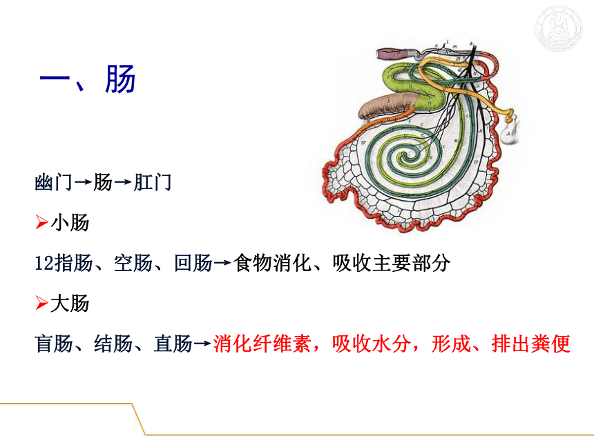 5.消化系统-3  课件(共51张PPT) - 《畜禽解剖生理学》同步教学（高教版）