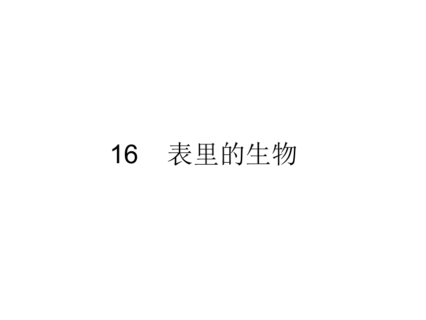 16 表里的生物 课件（共32张PPT）