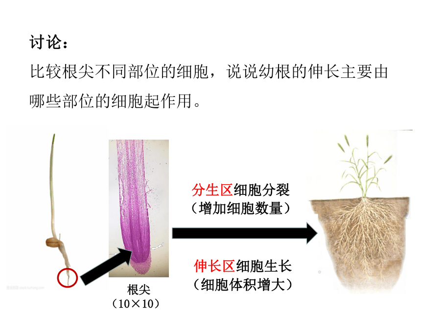 初中生物人教版七年级上册3.2.2植株的生长课件(共33张PPT)