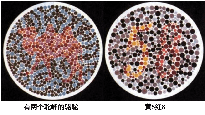 2020-2021学年高一下学期生物人教版必修2  2.3伴性遗传课件（37张PPT）