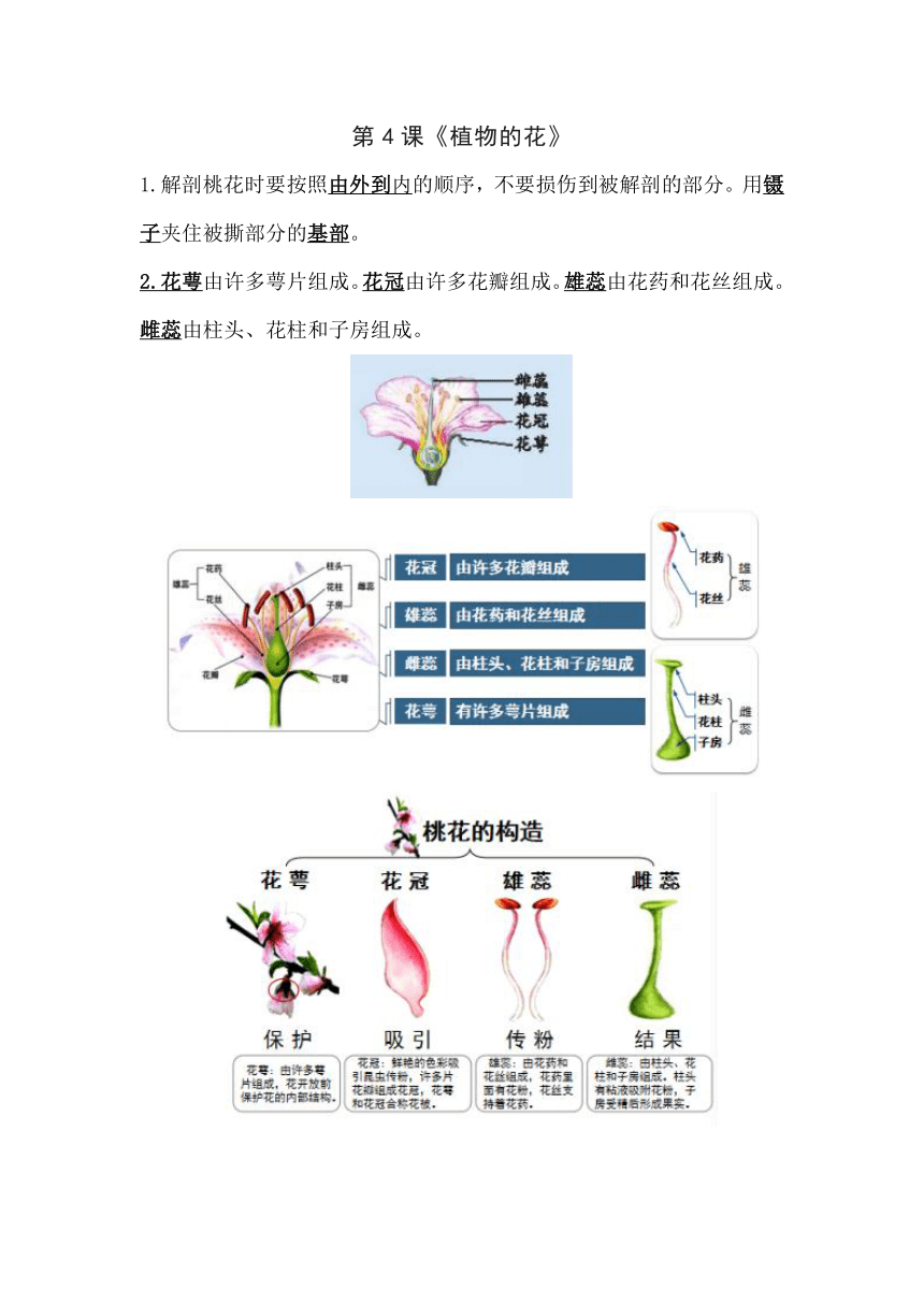 青岛版（五四制2017秋）三年级科学上册1.4植物的花 【知识要点】