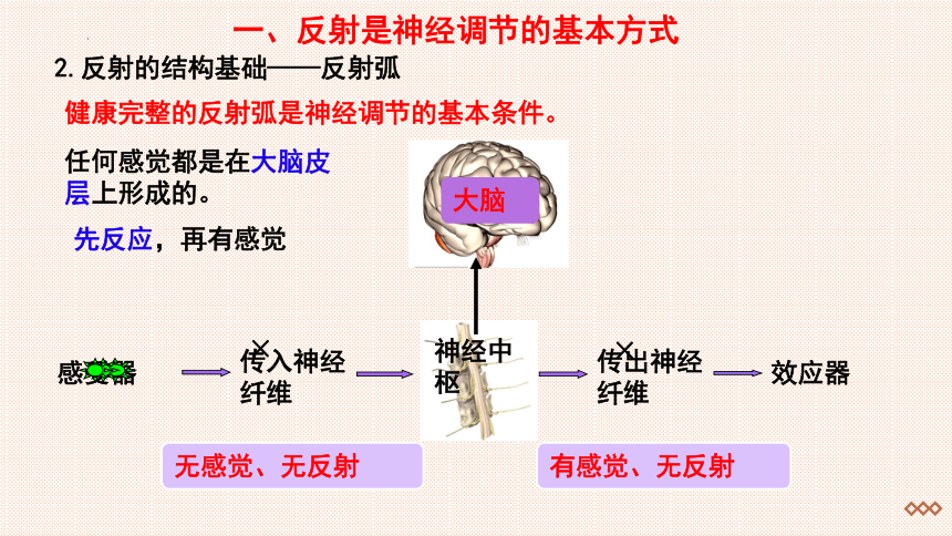 4.12.1 神经系统与神经调节第——反射与大脑皮层-七年级生物下册同步精品课堂（北师大版）(共21张PPT)