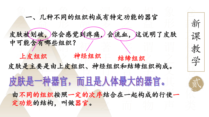 2.4.2 生物体的器官、系统课件(共18张PPT)北师大版七年级生物上册