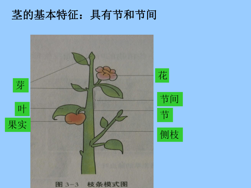冀教版七上生物 3.1在实验室里观察植物 课件(共23张PPT)
