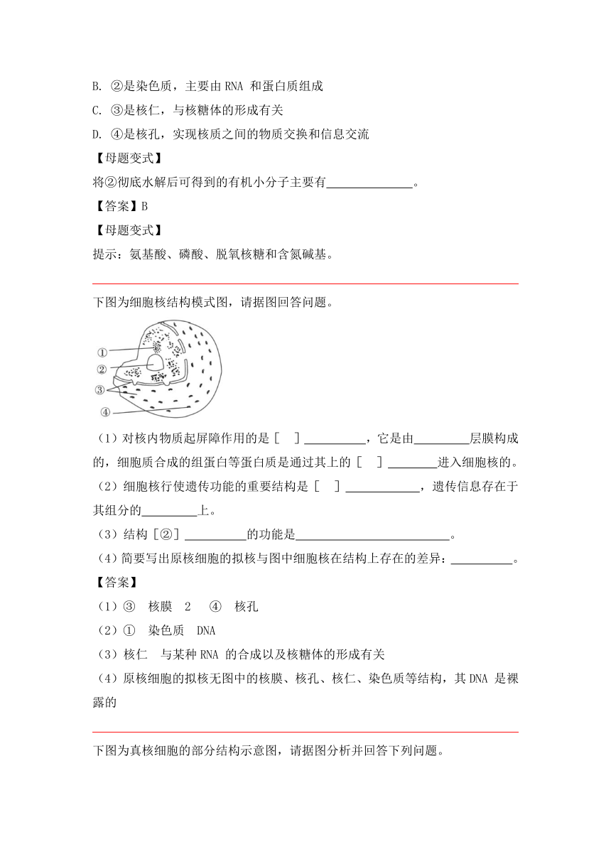高中生物人教版（2019）必修一备考期末-《细胞的基本结构》-“细胞核的结构和功能”章节重点归纳&典例示范学案（含答案）