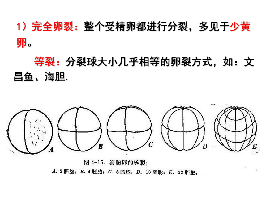 高中生物竞赛动物学教学课件 第四章 多细胞动物的起源 课件（42张ppt）