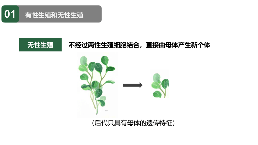 7.1.1人教版植物的生殖课件(共24张PPT)