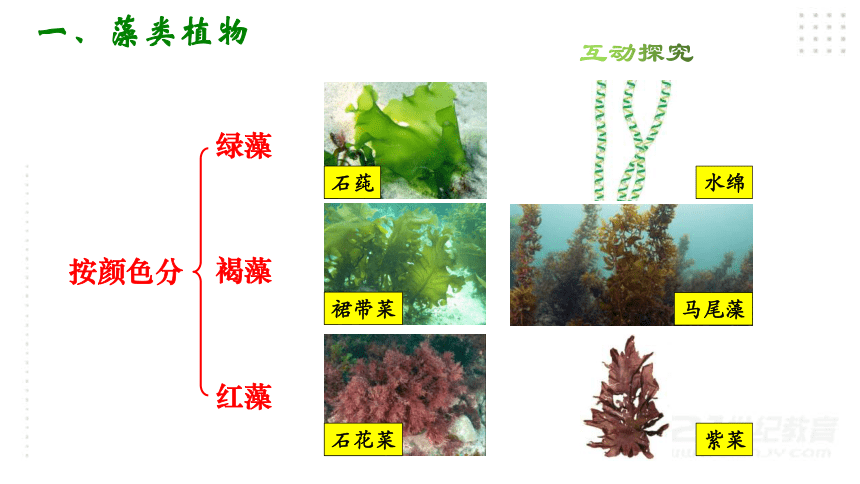 人教版七年级生物上册3.1.1 藻类、苔藓和蕨类植物课件（35张PPT)