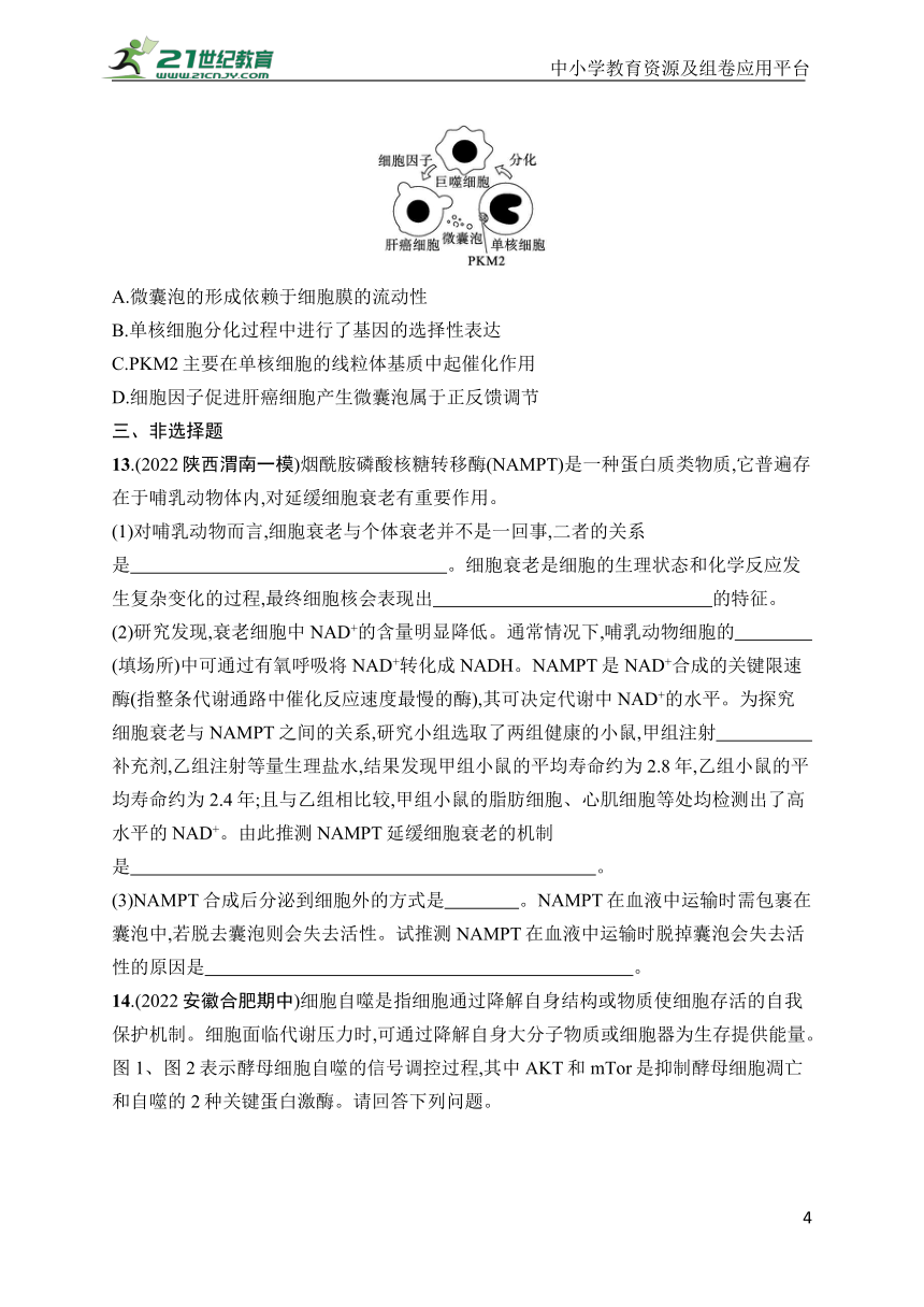 高中生物课时规范练13　细胞的分化、衰老和死亡(学生版含答案详解)