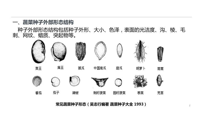 1.2.1蔬菜种子的识别 课件(共34张PPT)-《蔬菜生产技术》同步教学（中国农业出版社）