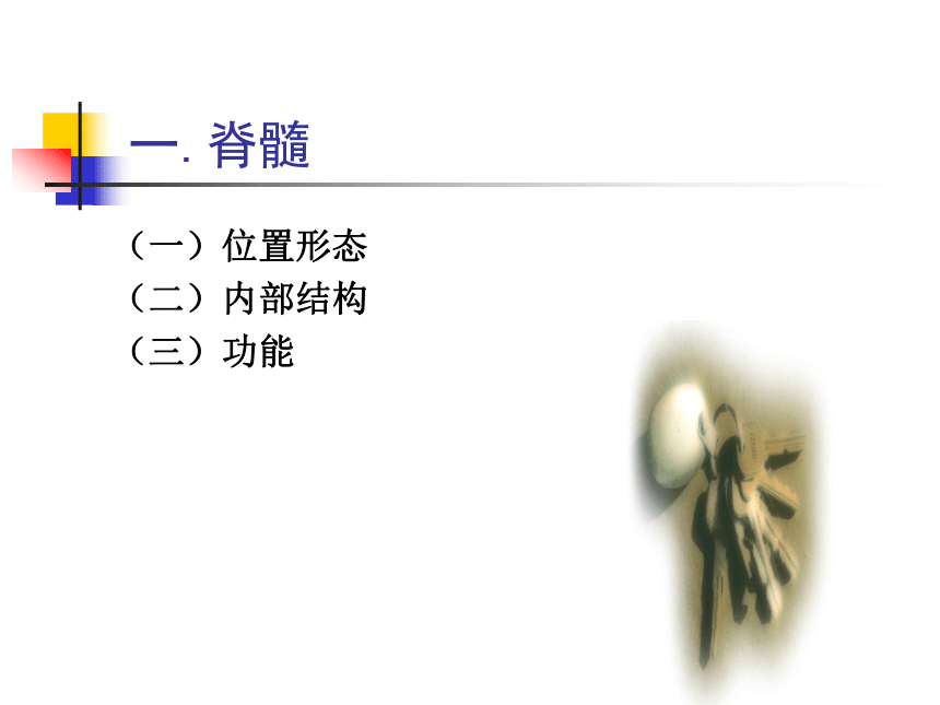 11.神经系统-2   课件(共30张PPT) - 《畜禽解剖生理学》同步教学（高教版）