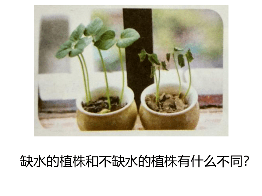粤教粤科版（2017秋） 五年级上册1.1植物需要水分 （课件19ppt)
