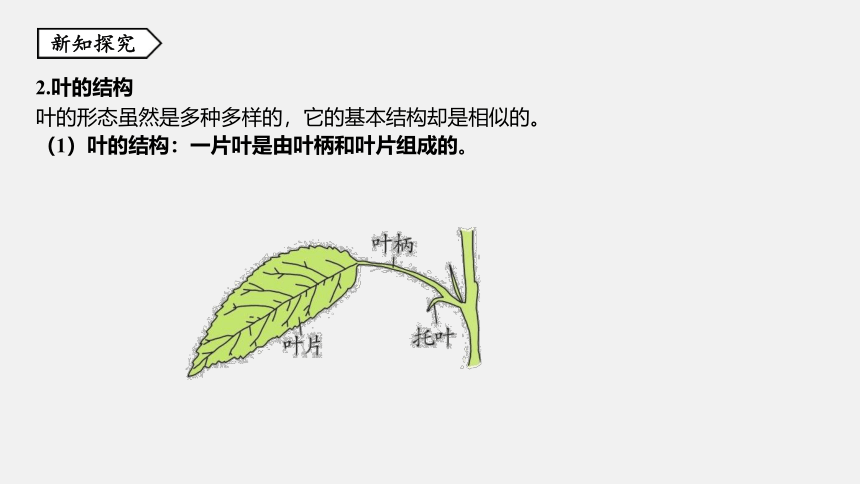 第5节 植物的叶与蒸腾作用 同步练习（42张ppt）