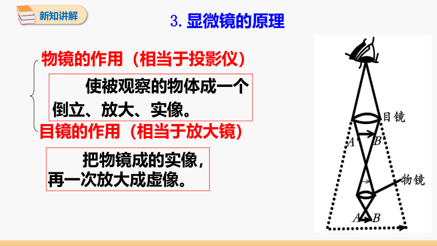 初中物理人教版八年级上册 第五章 第5节 显微镜和望远镜 同步课件 (共28张PPT)