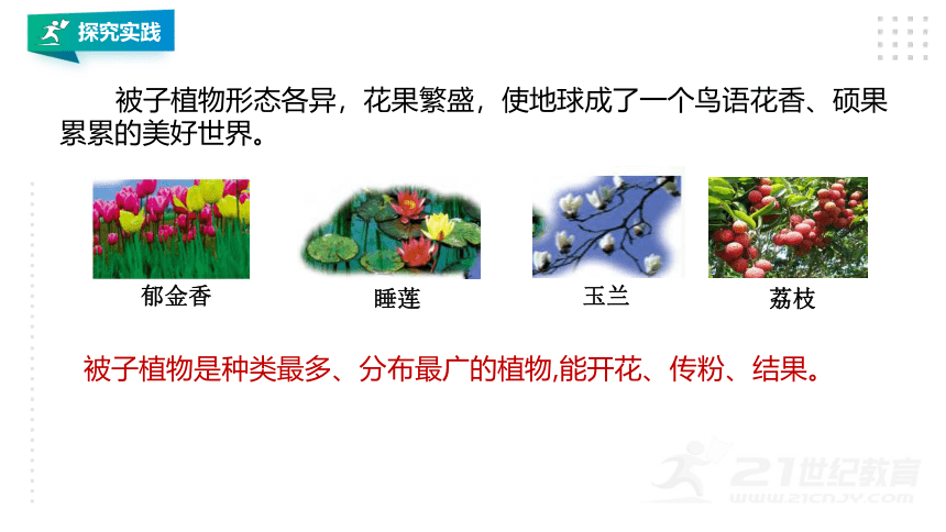 第5节 常见的植物(第1课时）（课件 16张PPT）