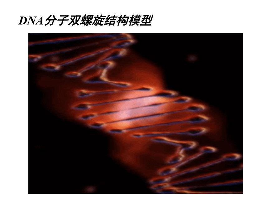 2020-2021学年高一下学期生物人教版必修二3.2DNA分子的结构课件（21张）