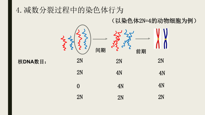 2021-2022学年高一下学期生物浙科版（2019）必修2---2.1染色体通过配子传递给子代课件-（47张PPT）