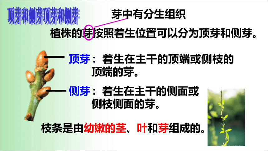 2021——2022学年人教版七年级生物上册3.2.2  植株的生长 课件（18张PPT）