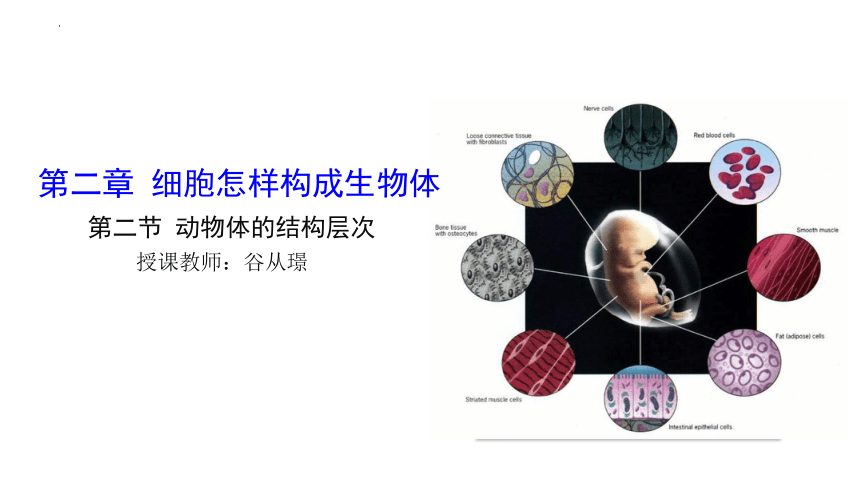 2.2.2 动物体的结构层次  课件2022-2023学年人教版生物七年级上册