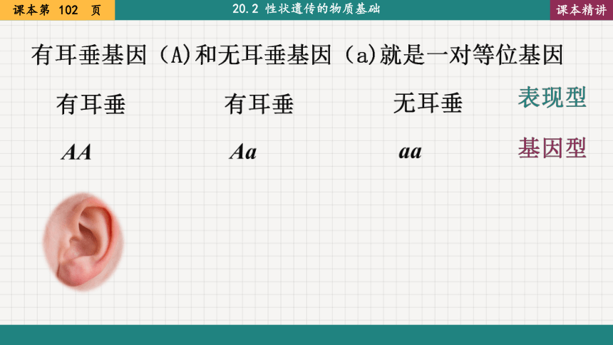 20.3 性状遗传有一定的规律性  课件  2022-2023学年北师大版八年级生物上册(共22张PPT)