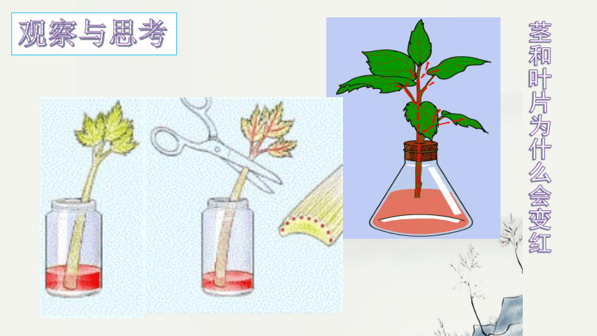 3.3绿色植物与生物圈的水循环课件(共37张PPT)