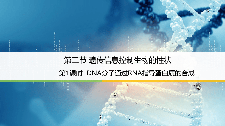 苏教版（2019）高中生物 必修二  2.3.1 DNA分子通过RNA指导蛋白质的合成 课件（共34张PPT）