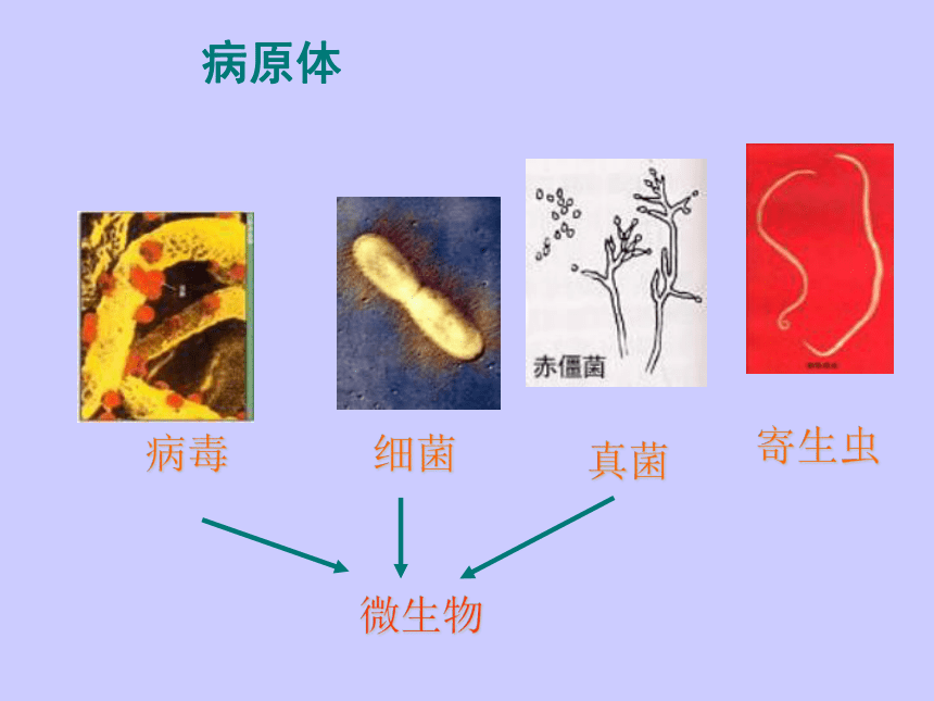 苏教版八年级下册生物 25.1传染病 课件（共36张PPT）