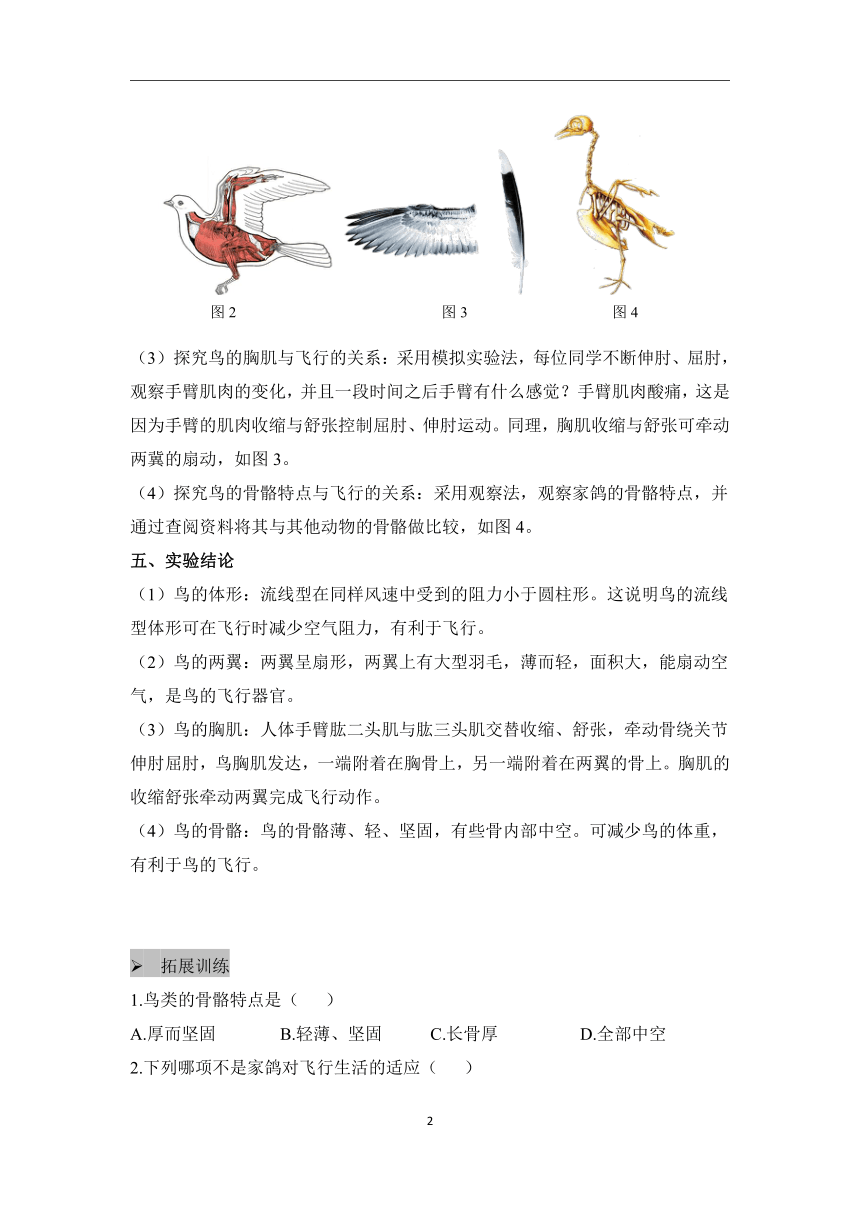 （3）探究鸟适于飞行的形态结构特点——2022-2023学年人教版生物八年级上册课本实验设计