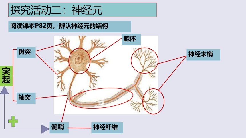 3.5.2神经调节的结构基础课件(共24张PPT)2022-2023学年济南版生物七年级下册