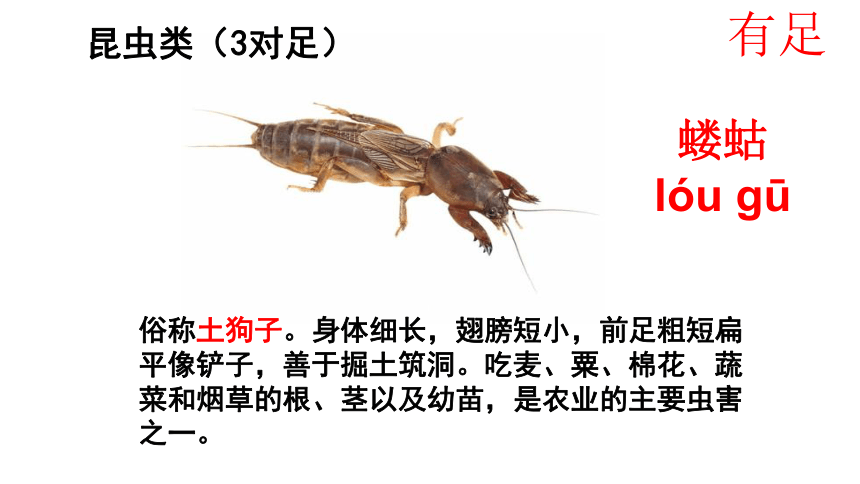 13.1 土壤里的小动物-2022-2023学年七年级生物下册同步精品课堂（苏科版）课件(共34张PPT)