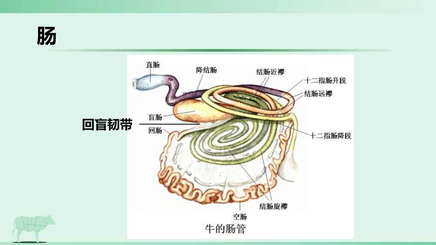 3.2 消化腺的识别 肠肝和胰 课件(共21张PPT)《畜禽解剖生理（第四版）》同步教学(高教版)