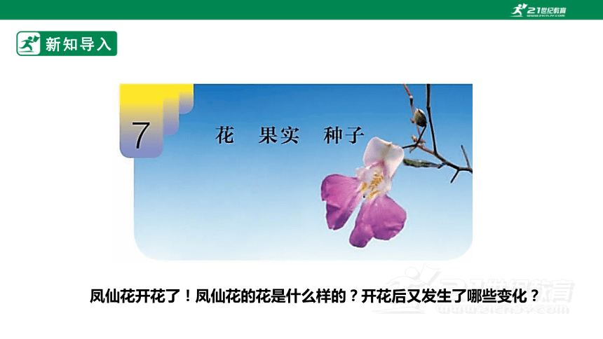 【新课标】2.7《花果实种子》课件（23张PPT）