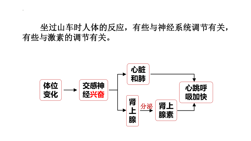 3.3体液调节与神经调节的关系课件2021-2022学年高二上学期生物人教版选择性必修1(共22张PPT)