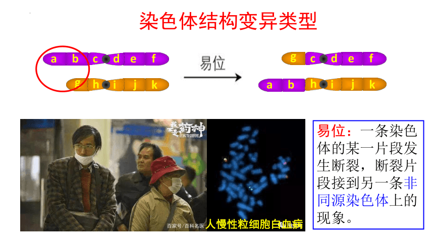 5.2染色体变异课件2021——2022学年高一下学期生物人教版必修2(共63张PPT)