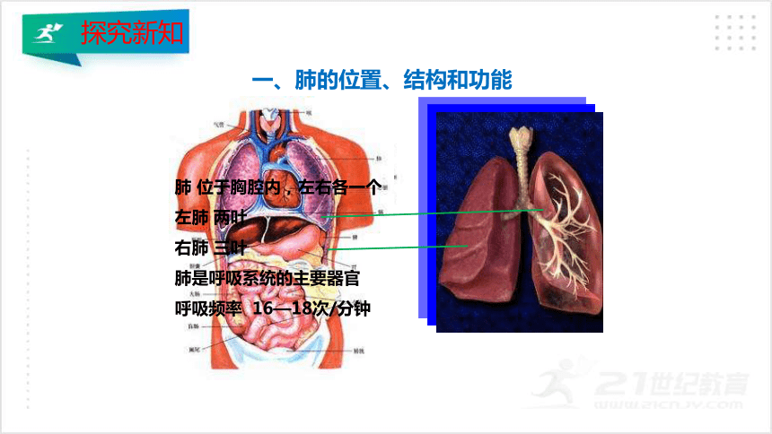 4.3.2 发生在肺内的气体交换课件（共25张PPT）