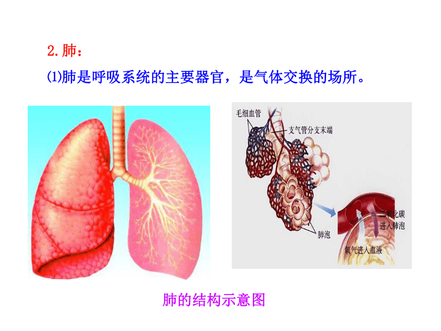 苏教版生物七年级下册 第十章 第三节  人体和外界环境的气体交换课件(共22张PPT)