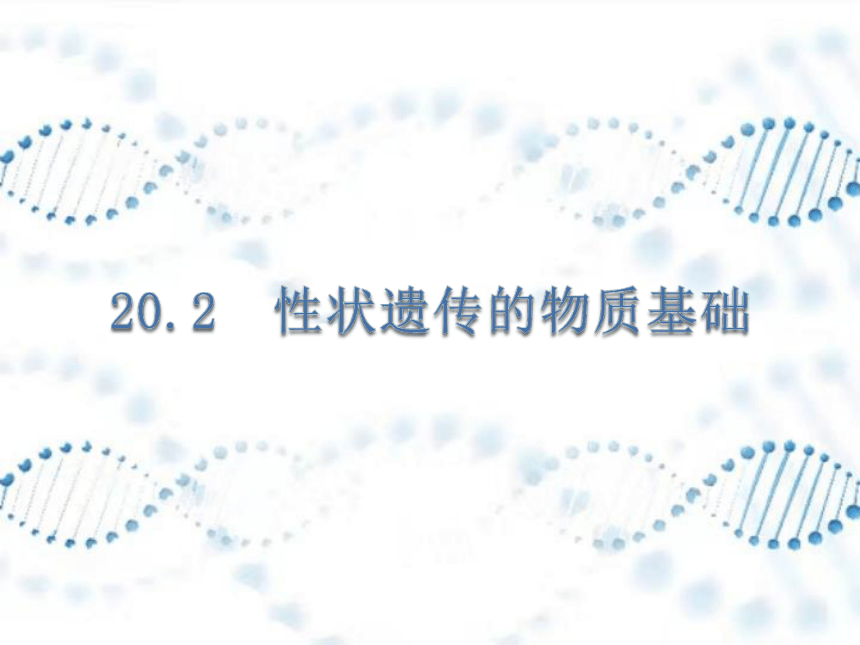 20.2性状遗传的物质基础课件(共23张PPT)