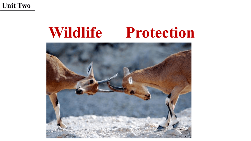新人教版（2019）第二册 unit2 Wildlife protection -reading and thinking课件（13张ppt）