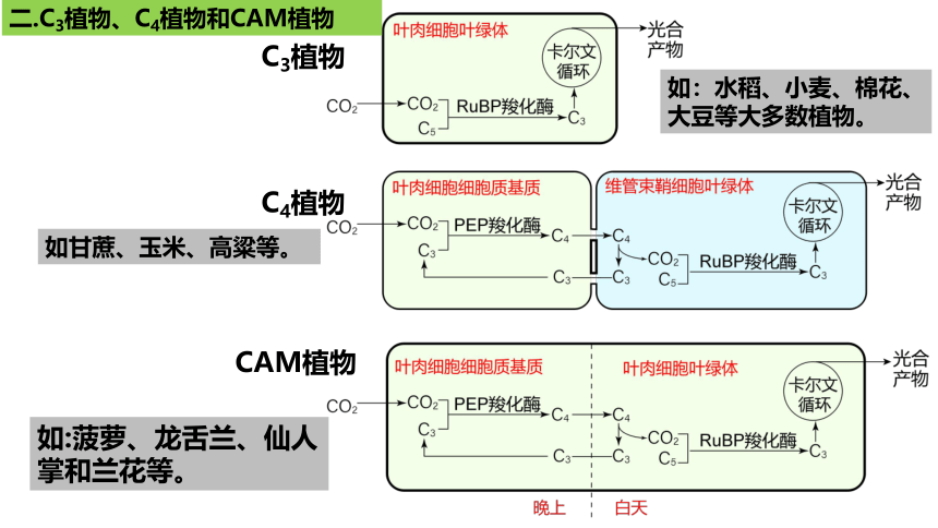 新人教必修1专题复习课件：21 光合作用5(光呼吸、电子传递、C4等植物)(共25张PPT)