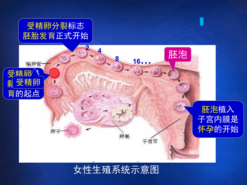 第一节 人的生殖和发育 课件（22张PPT）