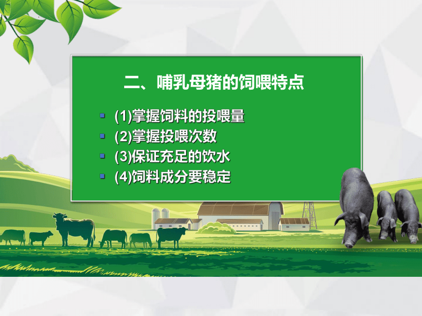 1.6哺乳母猪饲养管理 课件(共20张PPT)《猪鸡生产》同步教学（中国农业出版社）