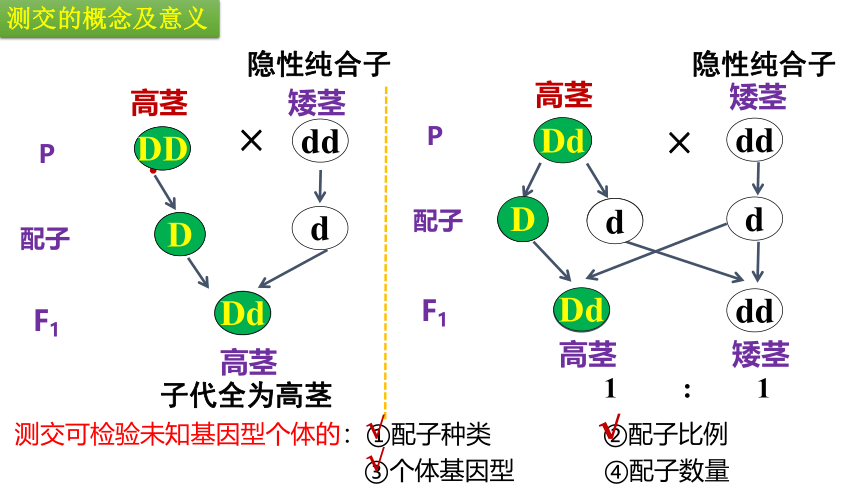 1.1.2豌豆杂交实验（一）（第二课时）(共30张PPT1份视频)课件-人教版必修二