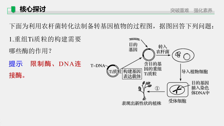 高中生物苏教版（2019）选择性必修3第三章 第一节　第4课时　将目的基因导入受体细胞和目的基因及其表达产物的检测鉴定（74张PPT）