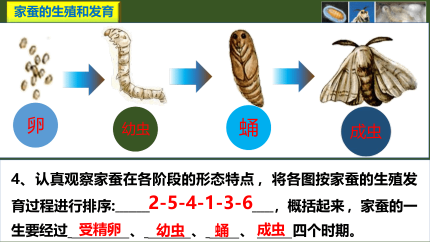 7.1.2 昆虫的生殖和发育课件(共21张PPT)人教版八年级生物学下册