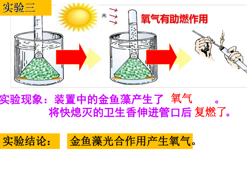 2021-2022学年人教版生物七年级上册3.5 绿色植物与生物圈中的碳—氧平衡（复习课）课件(共33张PPT)