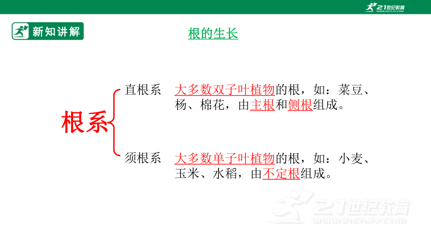 4.1.5 根的结构与功能-2022-2023学年八年级生物上册同步课件（济南版）(共41张PPT)