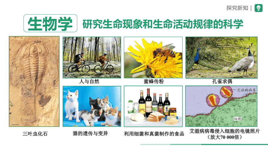 1.1.1 生物的特征（教学课件）-2023-2024学年七年级生物上册精品资源包 课件（人教版）(共23张PPT)