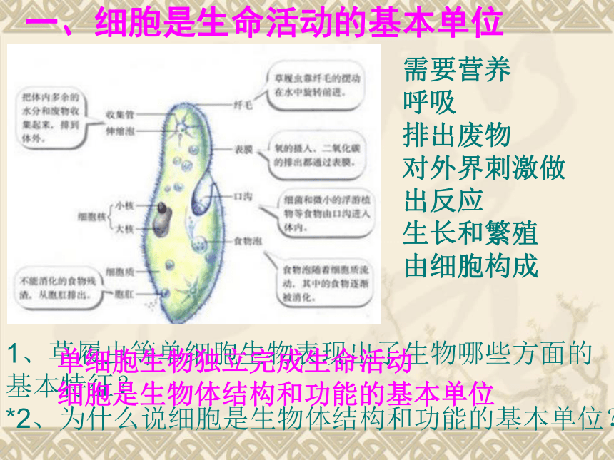 生物体结构层次复习课件(共30张PPT)